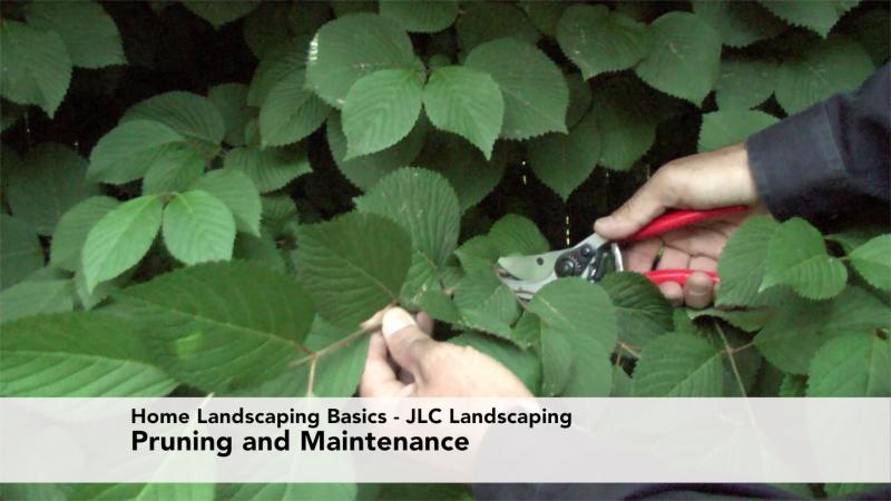 Home Landscaping Basics: Pruning and Maintenance